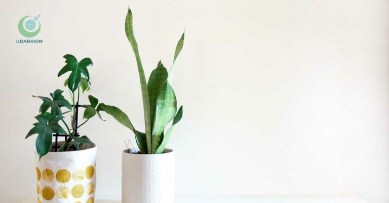 foto penggunaan tanaman hias indoor