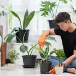 tanaman-hias-indoor-penyerap-polutan-terbaik